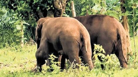 ଆନ୍ଧ୍ର ପ୍ରଦେଶରୁ ଆସିଥିବା ହାତୀ ଦଳ କୋଟିଆରେ ଖାଦ୍ୟ ସନ୍ଧାନରେ, ଭୟ ଉତ୍ପନ୍ନ