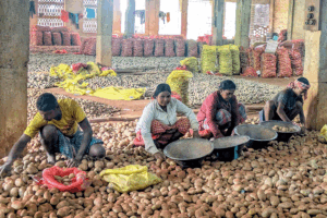 ବେଙ୍ଗଳରା ଆଲୁ ବାଣିଜ୍ୟରେ ଚିନ୍ତାର ସଙ୍କେତ: 'କୃଷକମାନେ ସୁରକ୍ଷିତ ନହେଲେ, ବାଣିଜ୍ୟ ବଞ୍ଚିବା ନାହିଁ'