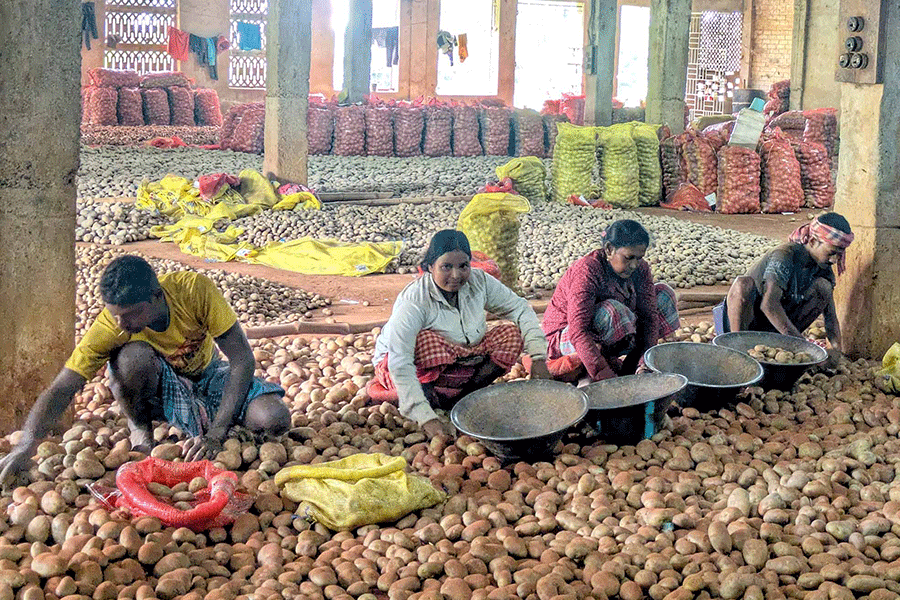 ବେଙ୍ଗଳରା ଆଲୁ ବାଣିଜ୍ୟରେ ଚିନ୍ତାର ସଙ୍କେତ: 'କୃଷକମାନେ ସୁରକ୍ଷିତ ନହେଲେ, ବାଣିଜ୍ୟ ବଞ୍ଚିବା ନାହିଁ'