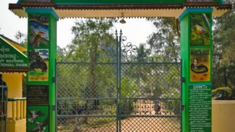 ଭିତରକ୍ଣିକା ଜାତୀୟ ଉଦ୍ୟାନ ୩ ମାସ ପରେ ପୁନଃକ୍ଷେପ କରାଗଲା